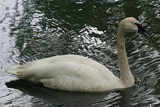 Cygnus buccinator - Trompeterschwan